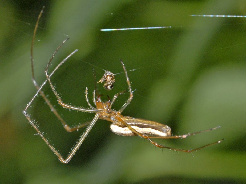 Tetragnatha sp. - Piani di Praglia (GE)
